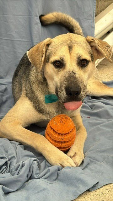 MADDEX (COURTESY POST) - ADOPT ME! - Shepherd / German Shepherd Dog available for adoption