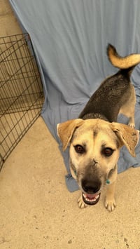 Maddex (Courtesy Post) - Adopt Me! - Photo 4