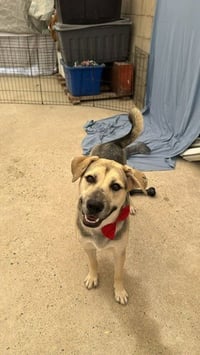 Maddex (Courtesy Post) - Adopt Me! - Photo 3