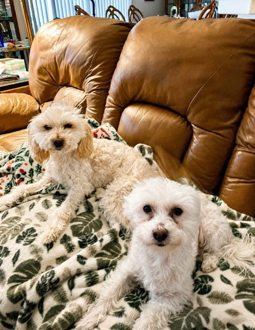 SUGAR AND SPICE - (BONDED COURTESY POST) - Maltese / Poodle (unknown type) available for adoption