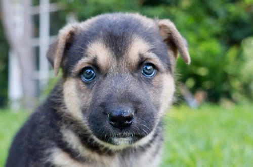 TOBIE - ADOPT ME!