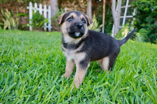 TOBIE - ADOPT ME! - Cattle Dog / Shepherd available for adoption