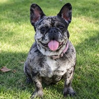 Cookie Crisp - Adopt Me! - Photo 4