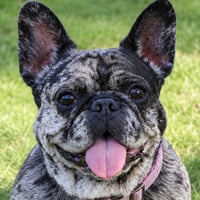 Cookie Crisp - Adopt Me! - Photo 1