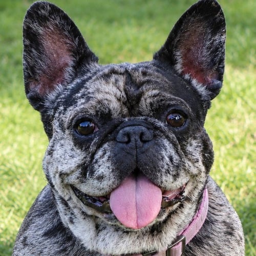 COOKIE CRISP - ADOPT ME! - French Bulldog available for adoption