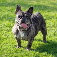Cookie Crisp - Adopt Me! - Photo 2