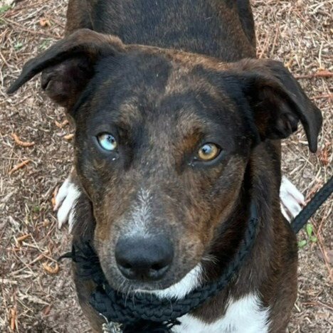 SKY - (COURTESY POST) ADOPT ME!