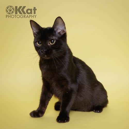 BEE GEE - Domestic Short Hair available for adoption