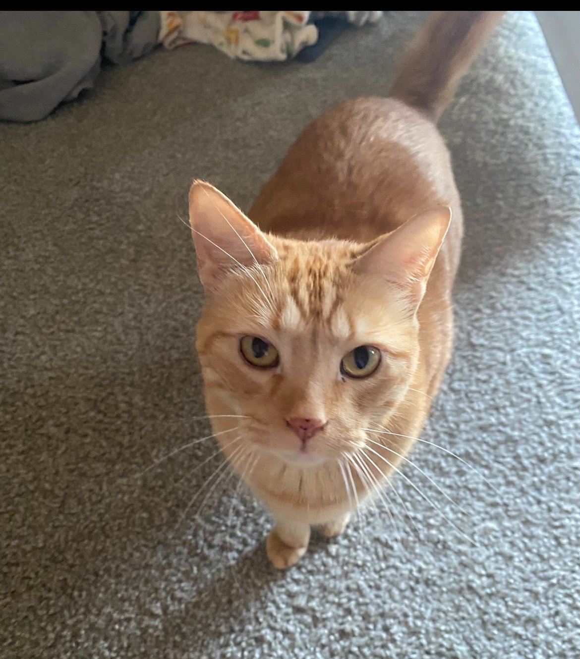 STAR - Domestic Short Hair available for adoption