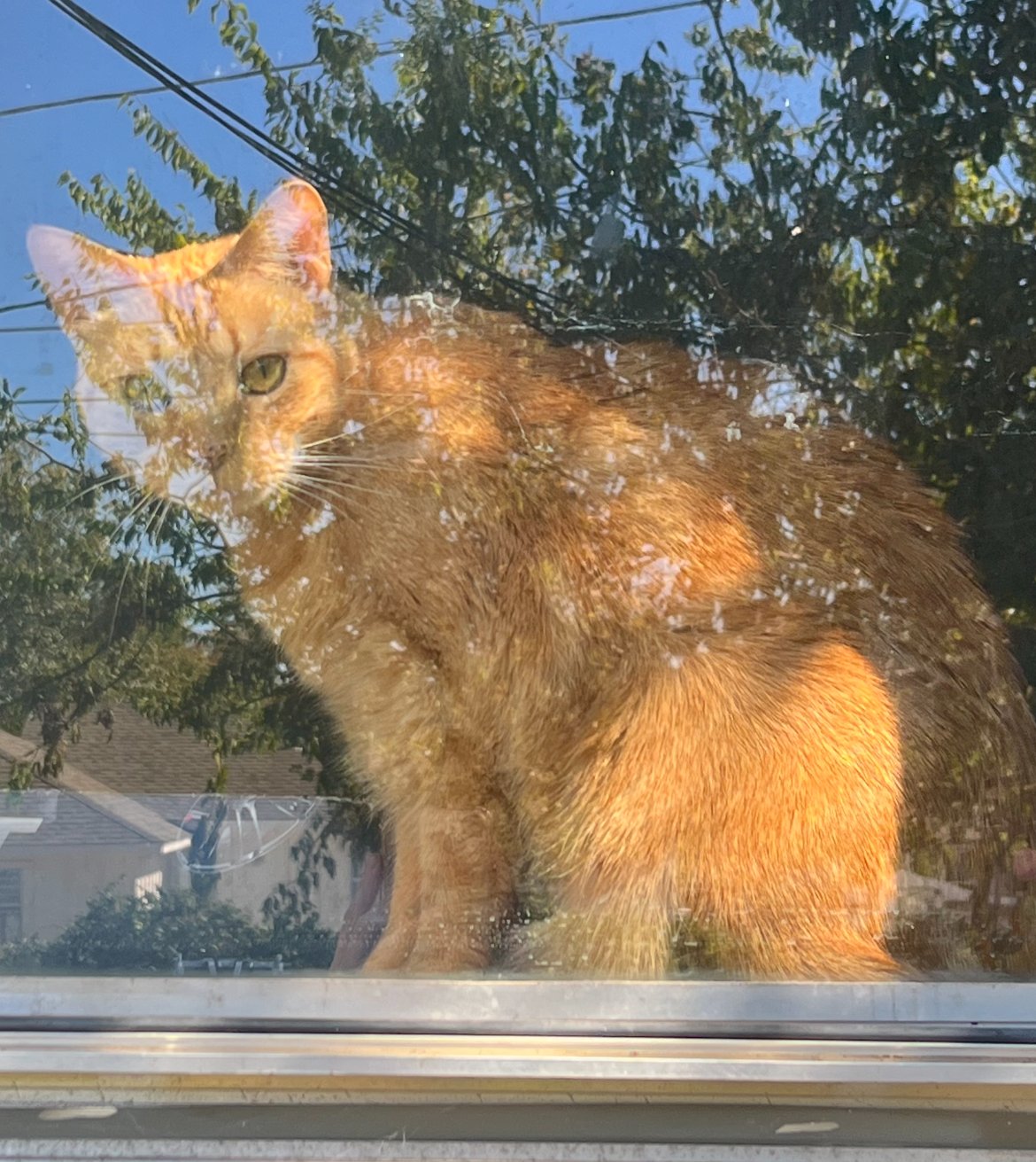 STAR - Domestic Short Hair available for adoption