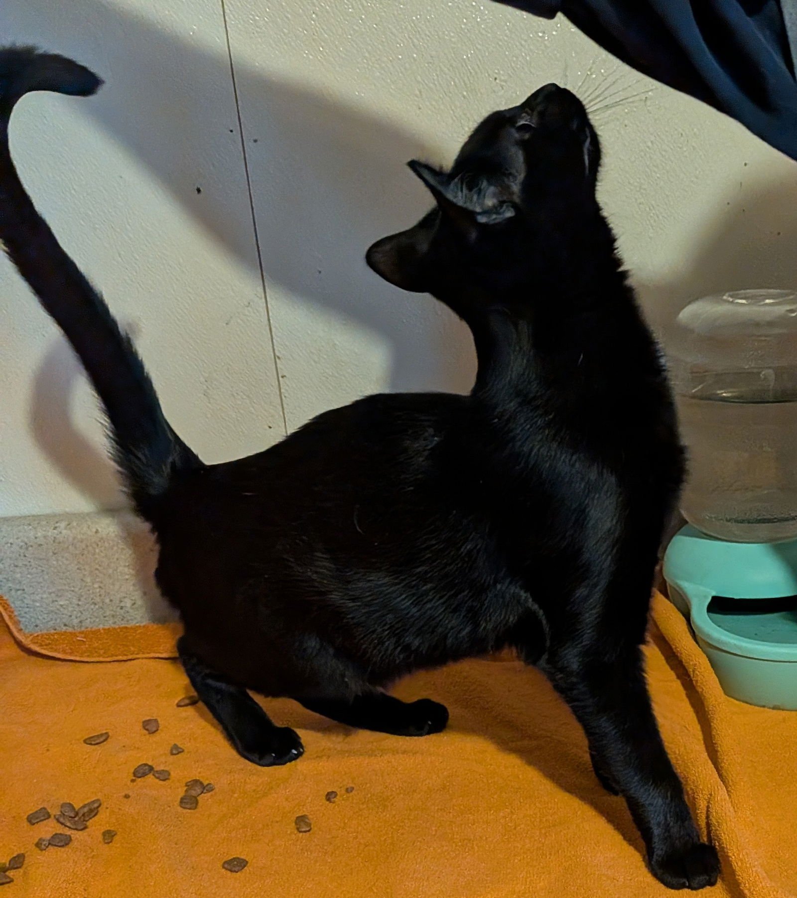 MERLIN - Domestic Short Hair available for adoption