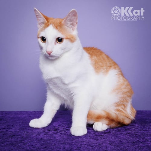 BERNIE - Domestic Long Hair available for adoption