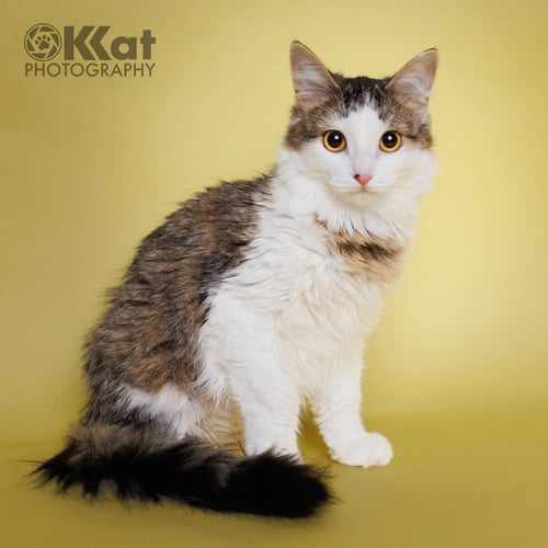 ZEBBY - Domestic Long Hair available for adoption