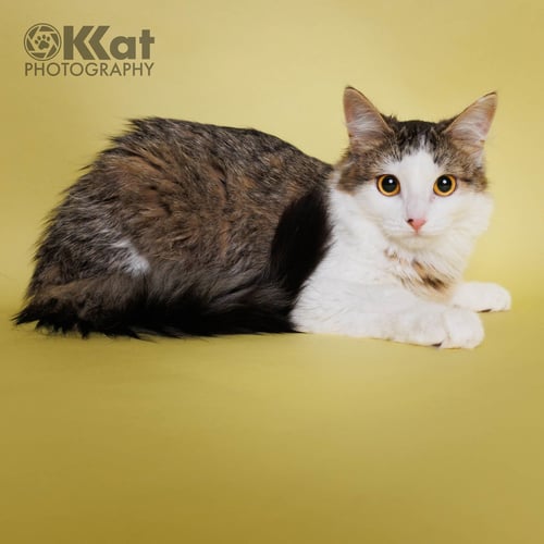ZEBBY - Domestic Long Hair available for adoption