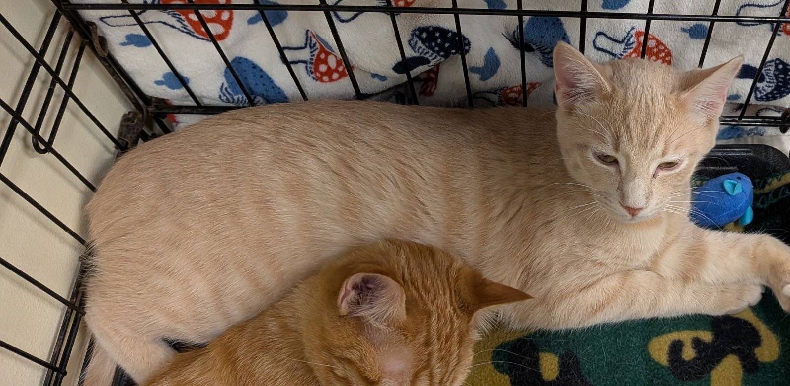 RICE - Domestic Short Hair available for adoption