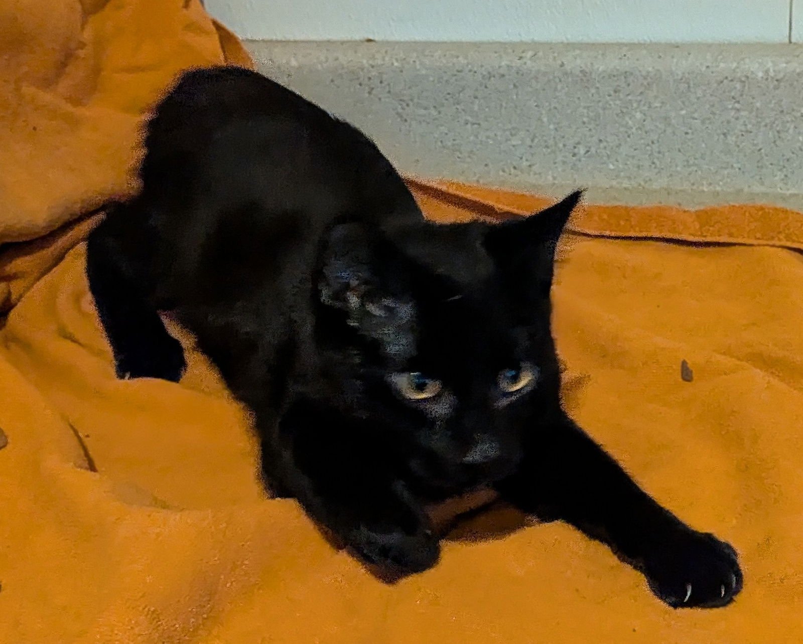 DEE DEE - Domestic Short Hair available for adoption