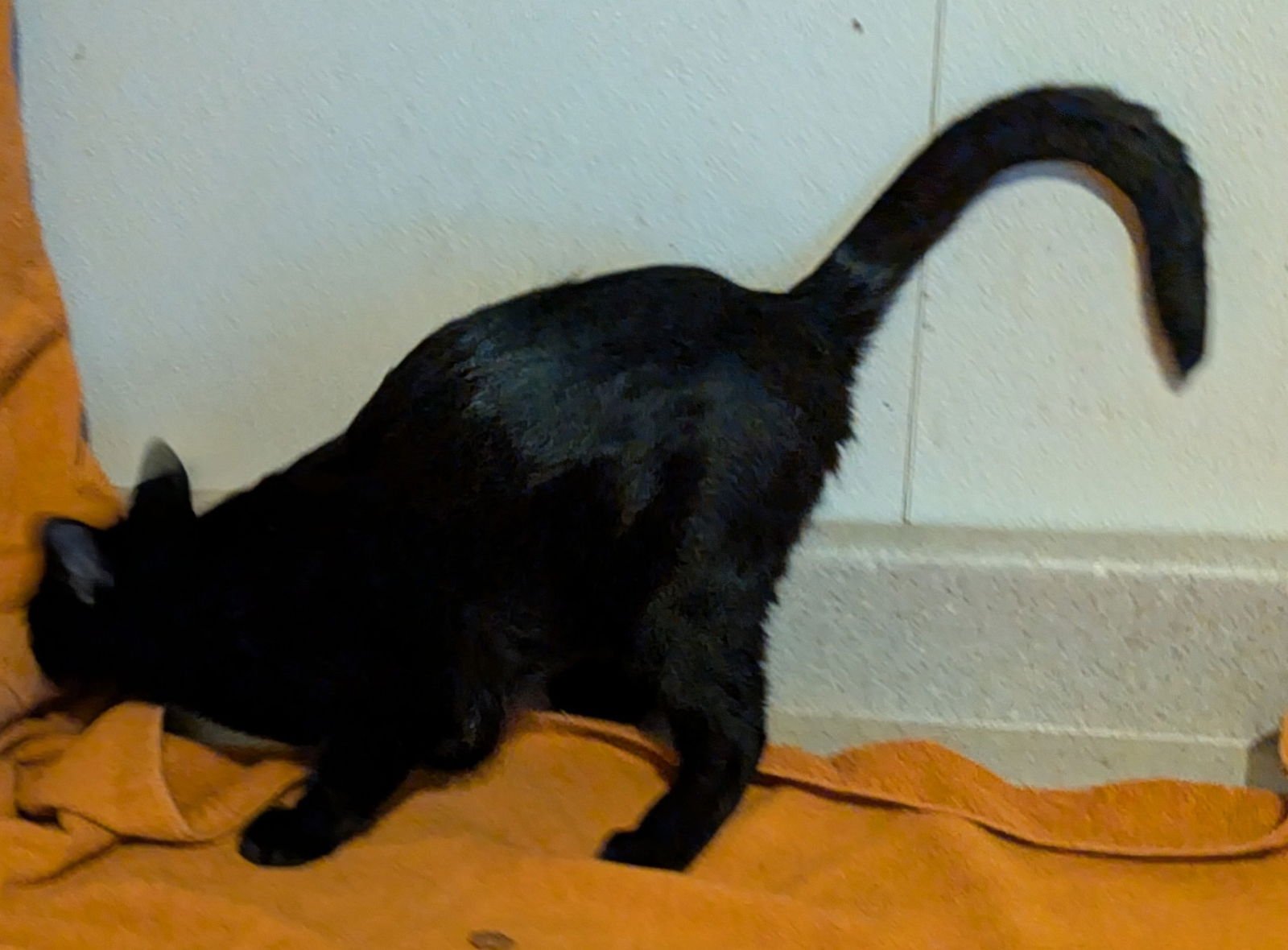 DEE DEE - Domestic Short Hair available for adoption