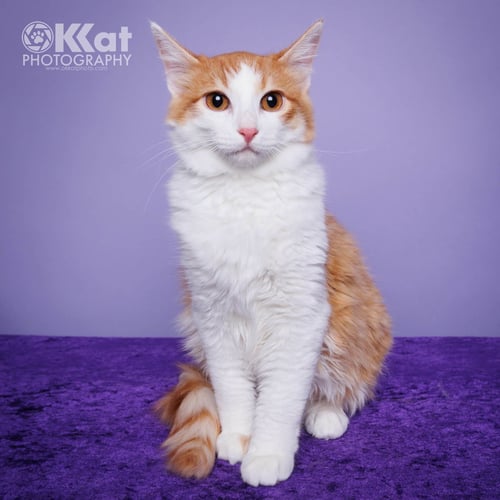 STITCH - Domestic Long Hair available for adoption