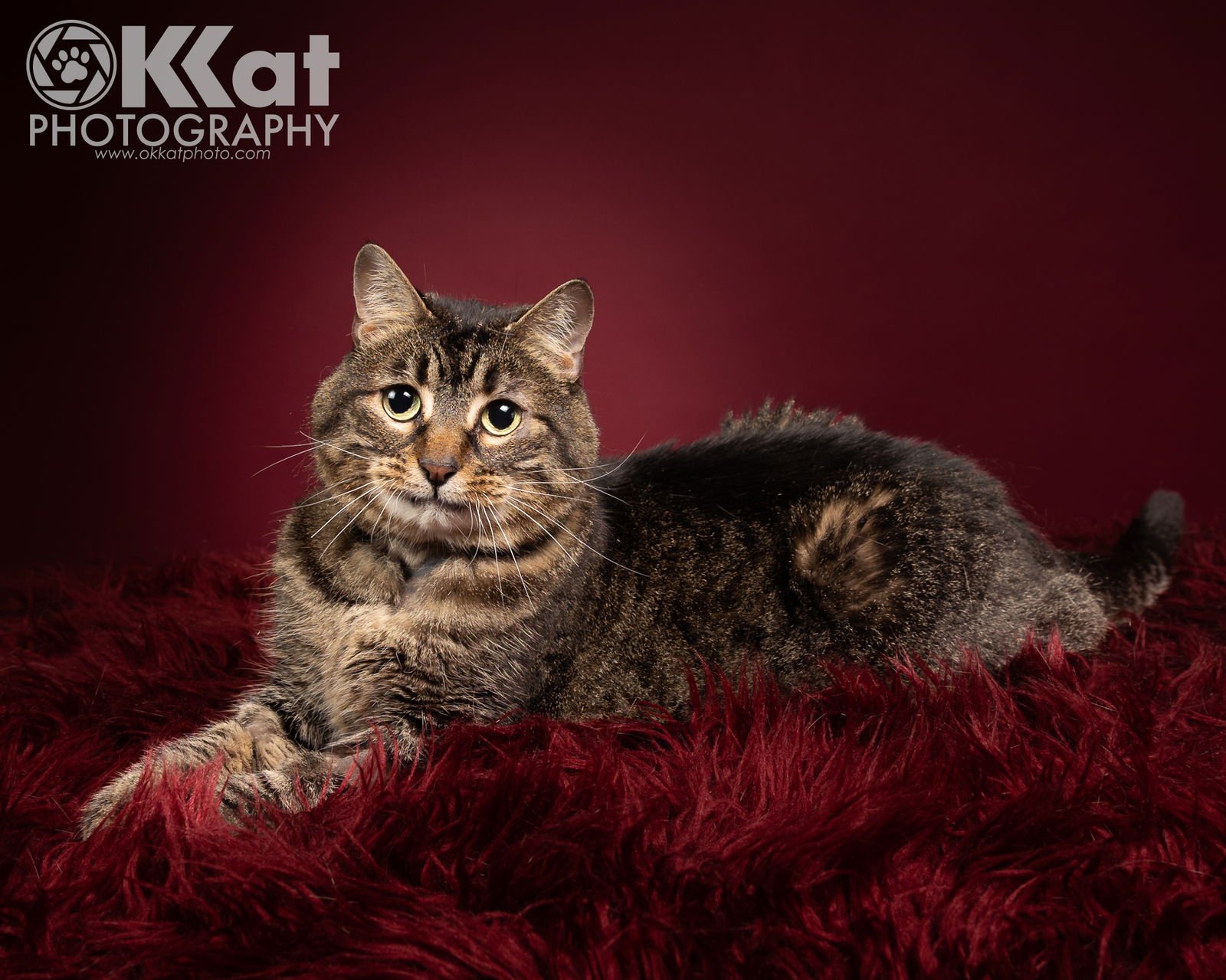 CASSIE - Domestic Medium Hair available for adoption