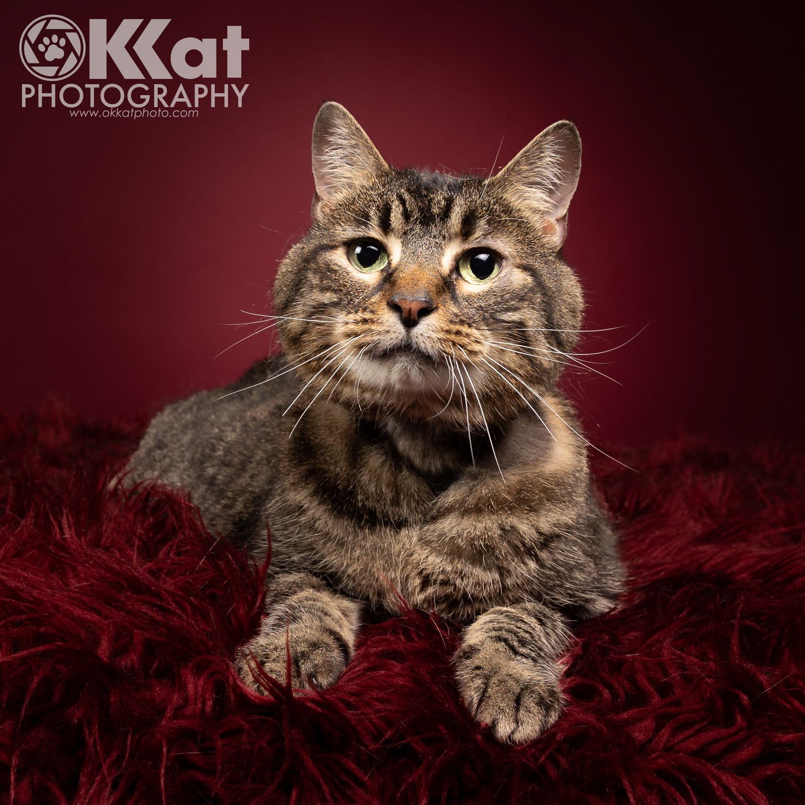 CASSIE - Domestic Medium Hair available for adoption