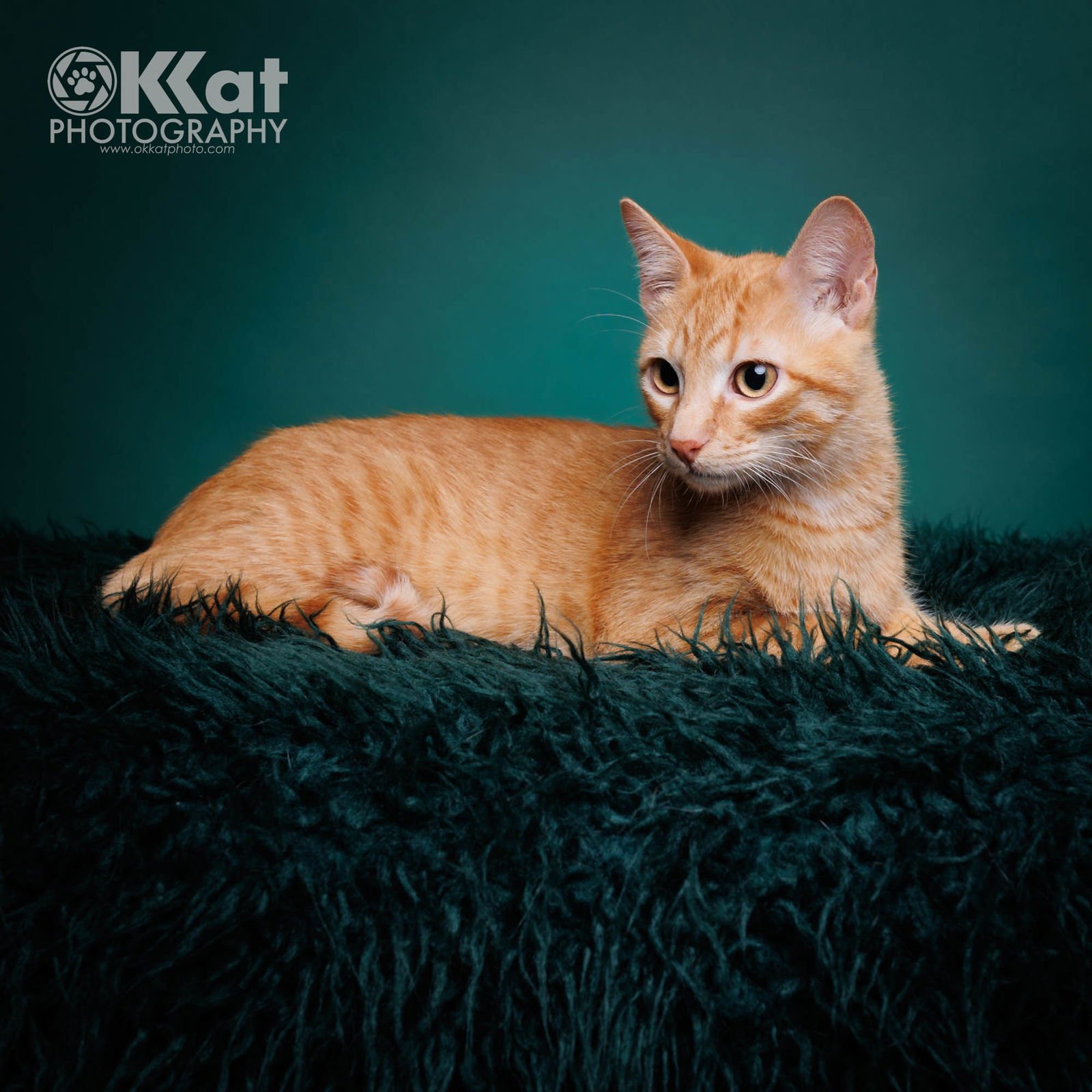 CEDAR - Domestic Short Hair available for adoption