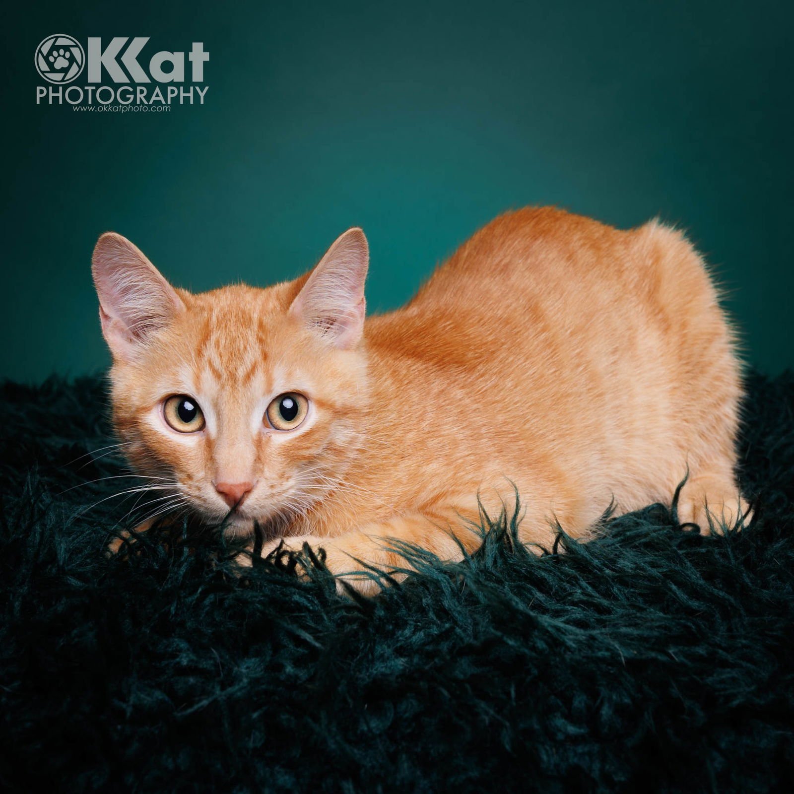 CEDAR - Domestic Short Hair available for adoption