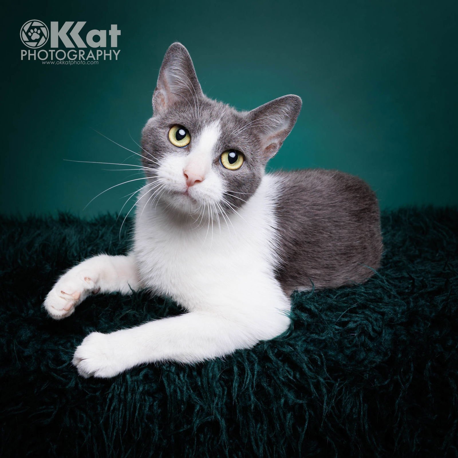 LUNA - Domestic Short Hair available for adoption