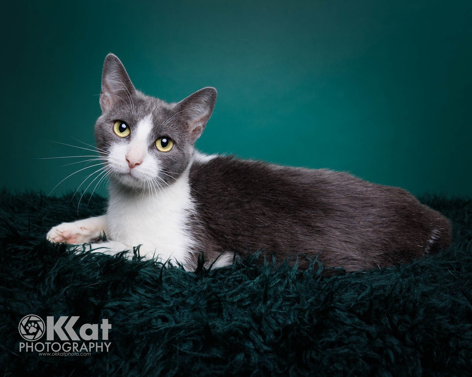 LUNA - Domestic Short Hair available for adoption