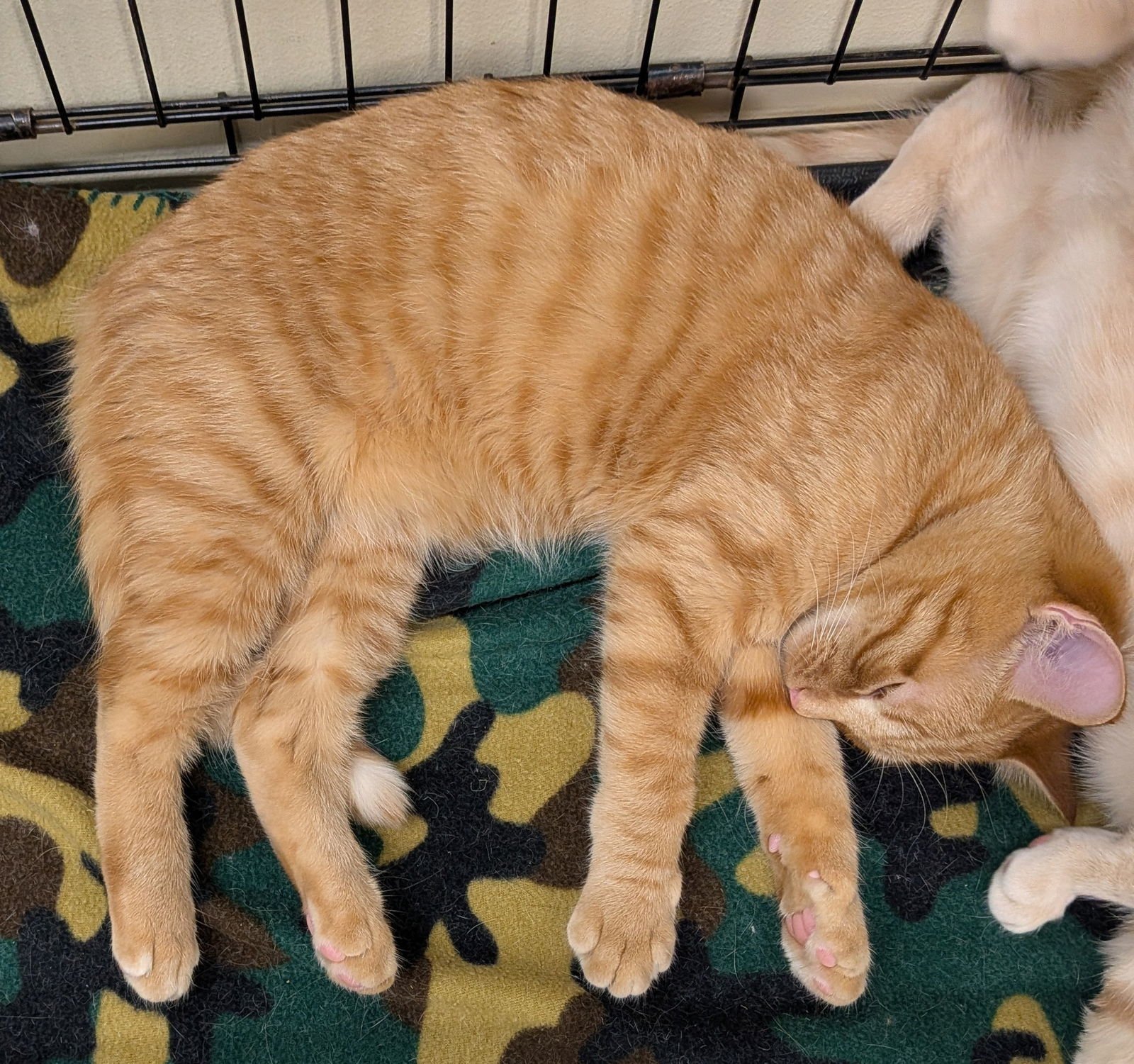 BEANS - Domestic Short Hair available for adoption