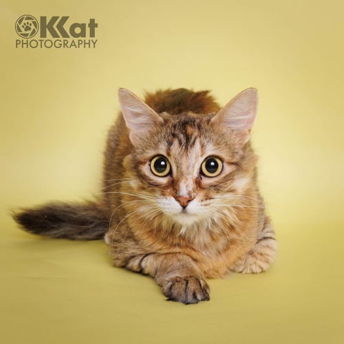 JANUS - Domestic Long Hair available for adoption