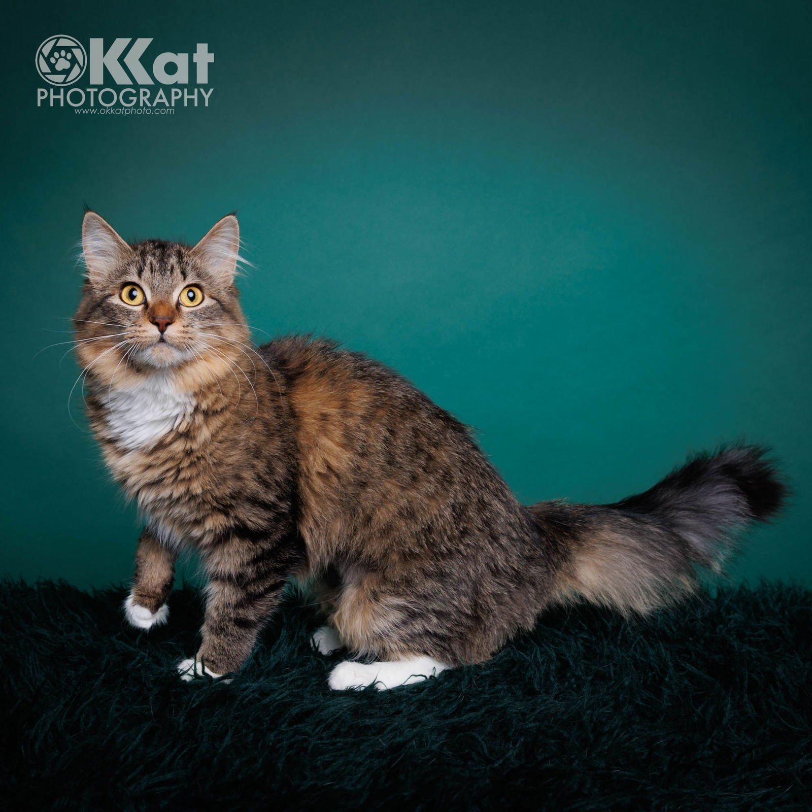 PRINCESS - Domestic Long Hair available for adoption