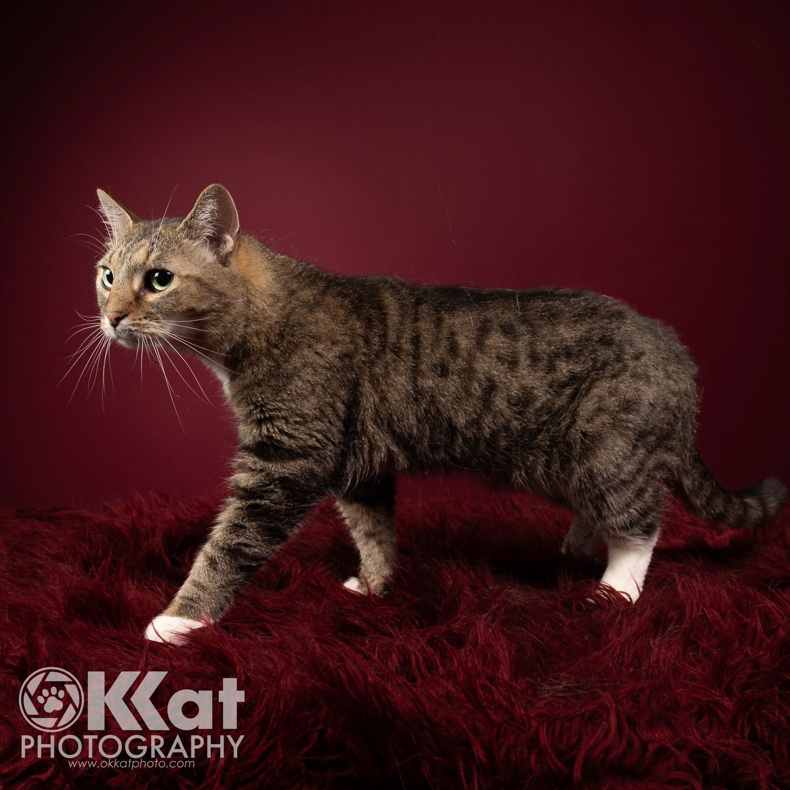 KATIE - Domestic Short Hair available for adoption