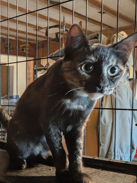 Tortie Image