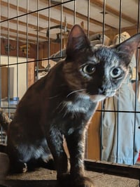 Tortie - Photo 1