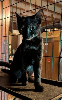 Tortie - Photo 2