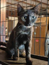 Tortie - Photo 3