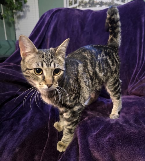 CALLI - Domestic Short Hair available for adoption