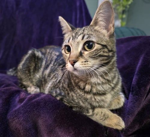 CALLI - Domestic Short Hair available for adoption