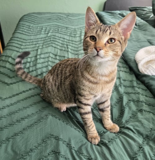 BUDDY - Domestic Short Hair available for adoption