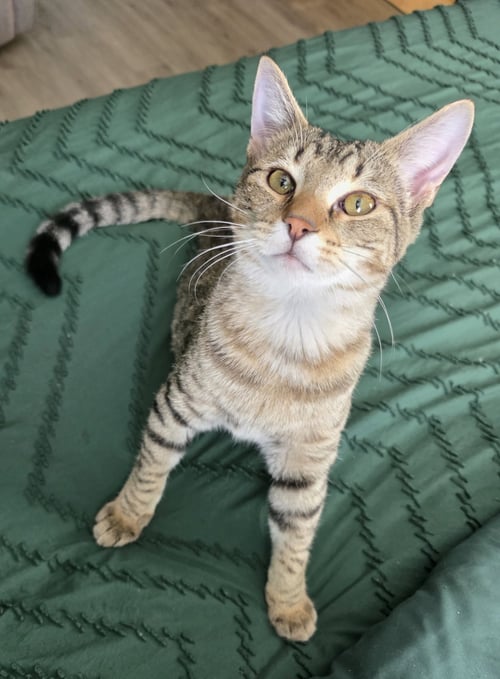 BUDDY - Domestic Short Hair available for adoption