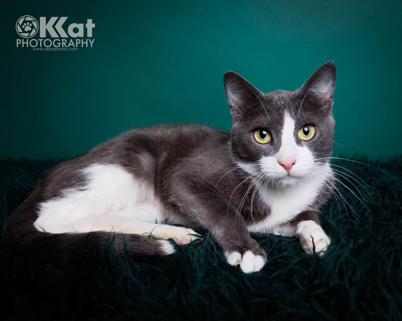 CELESTE - Domestic Short Hair available for adoption