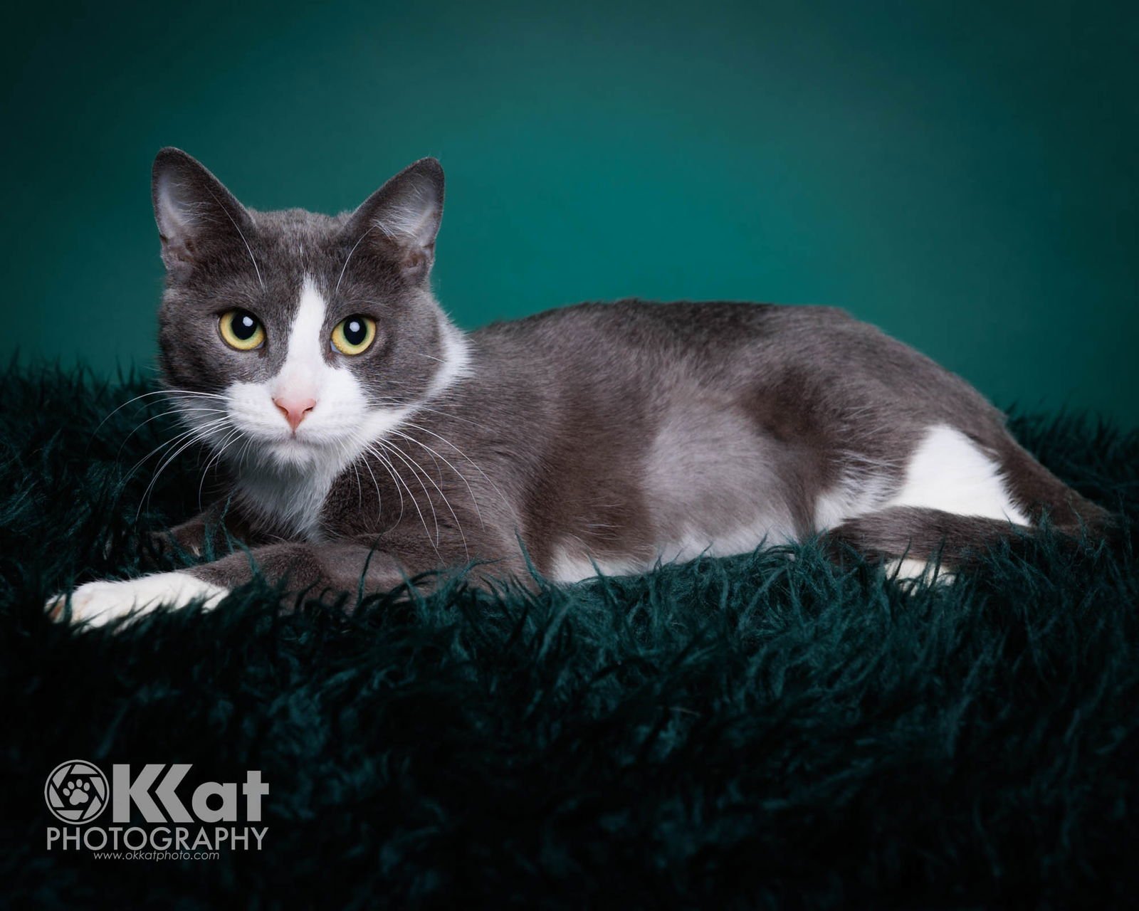 CELESTE - Domestic Short Hair available for adoption