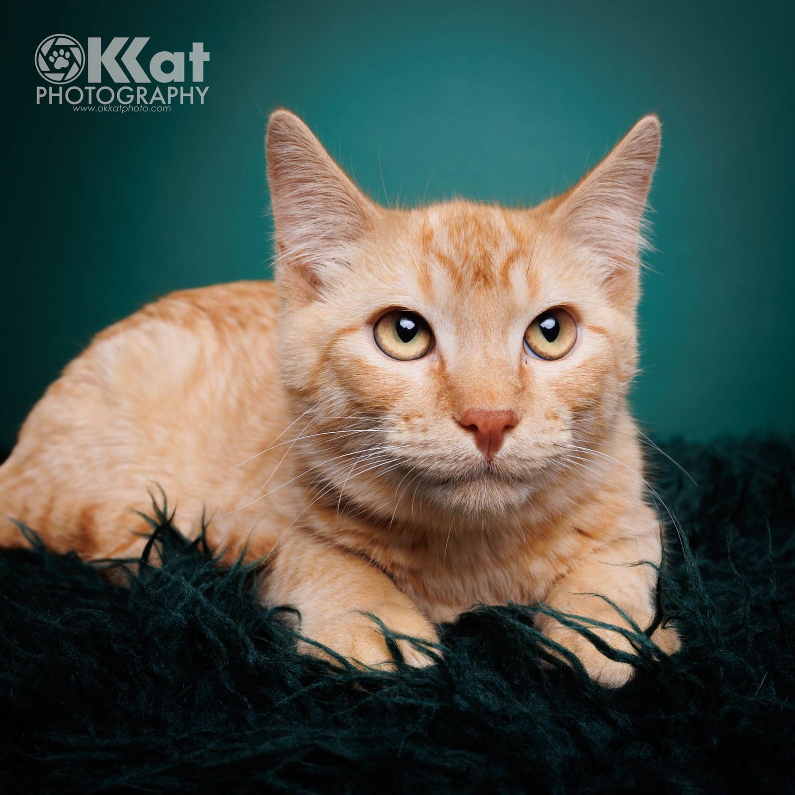 MAPLE - Domestic Short Hair available for adoption