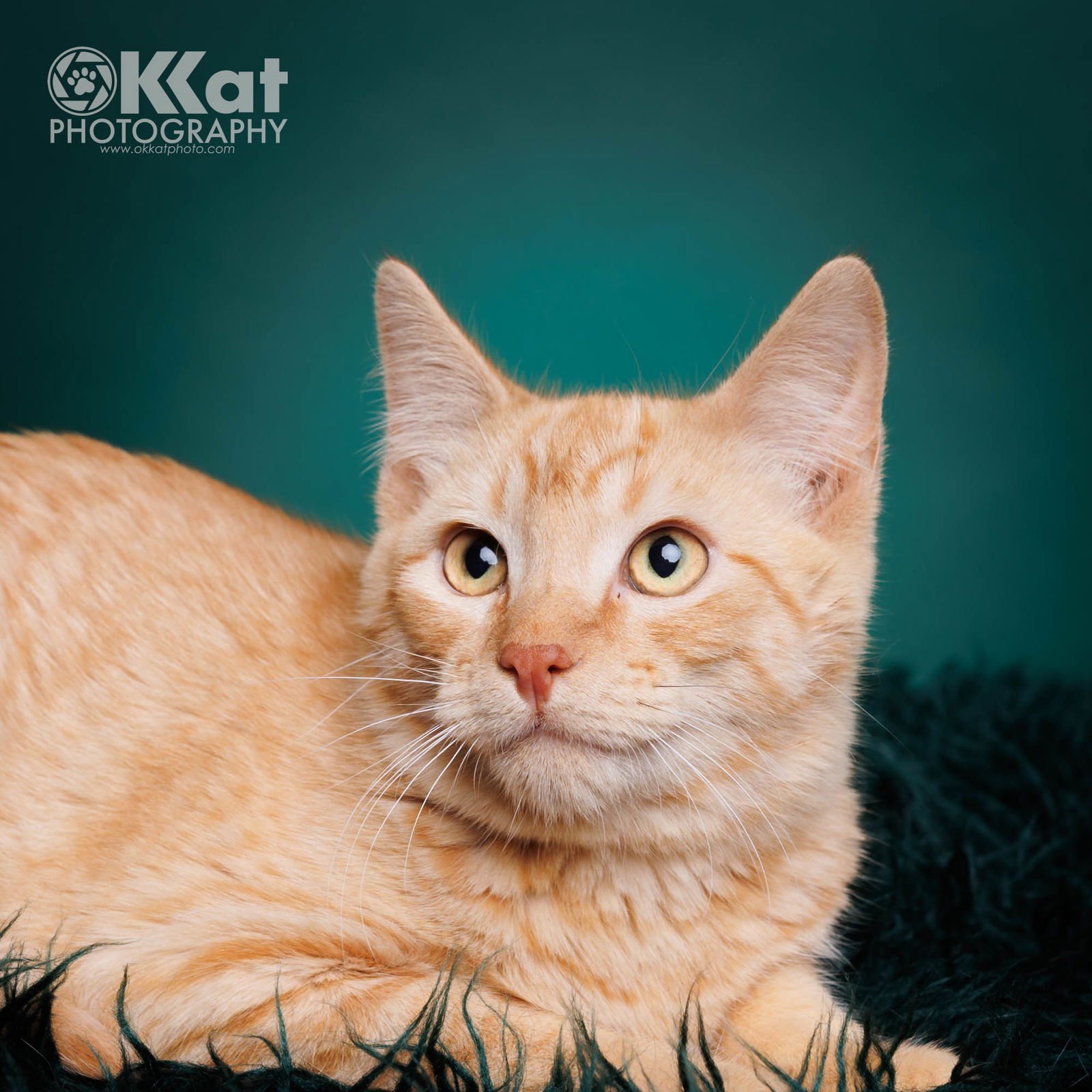 MAPLE - Domestic Short Hair available for adoption