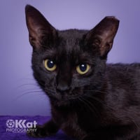 Cinder - Photo 2