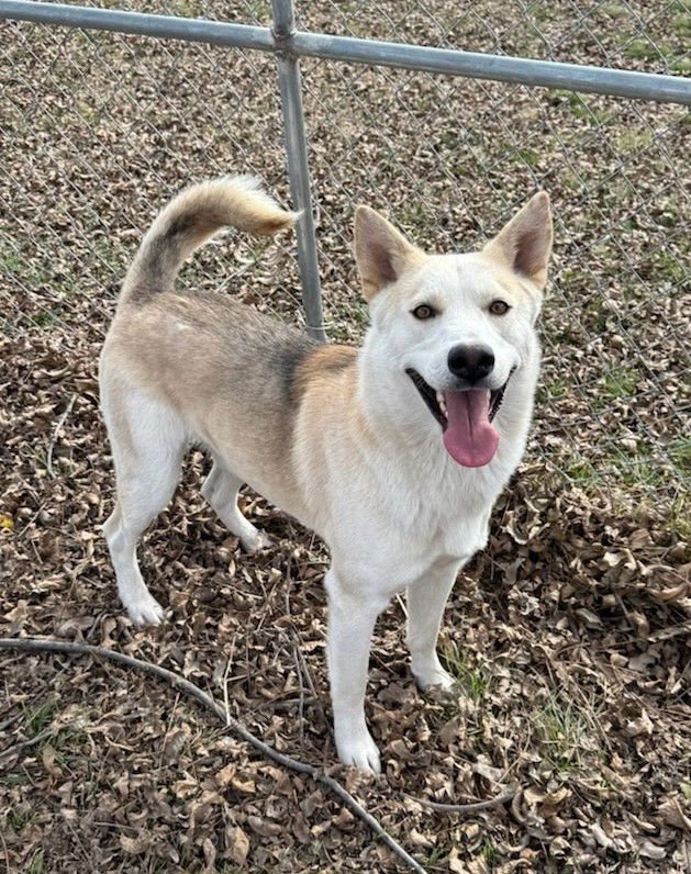 BALTO - Husky available for adoption