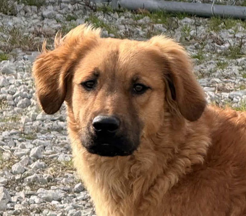 BEAR - Retriever available for adoption