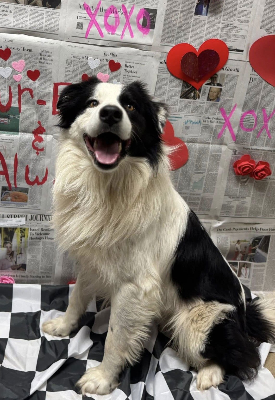 ROE - Border Collie available for adoption