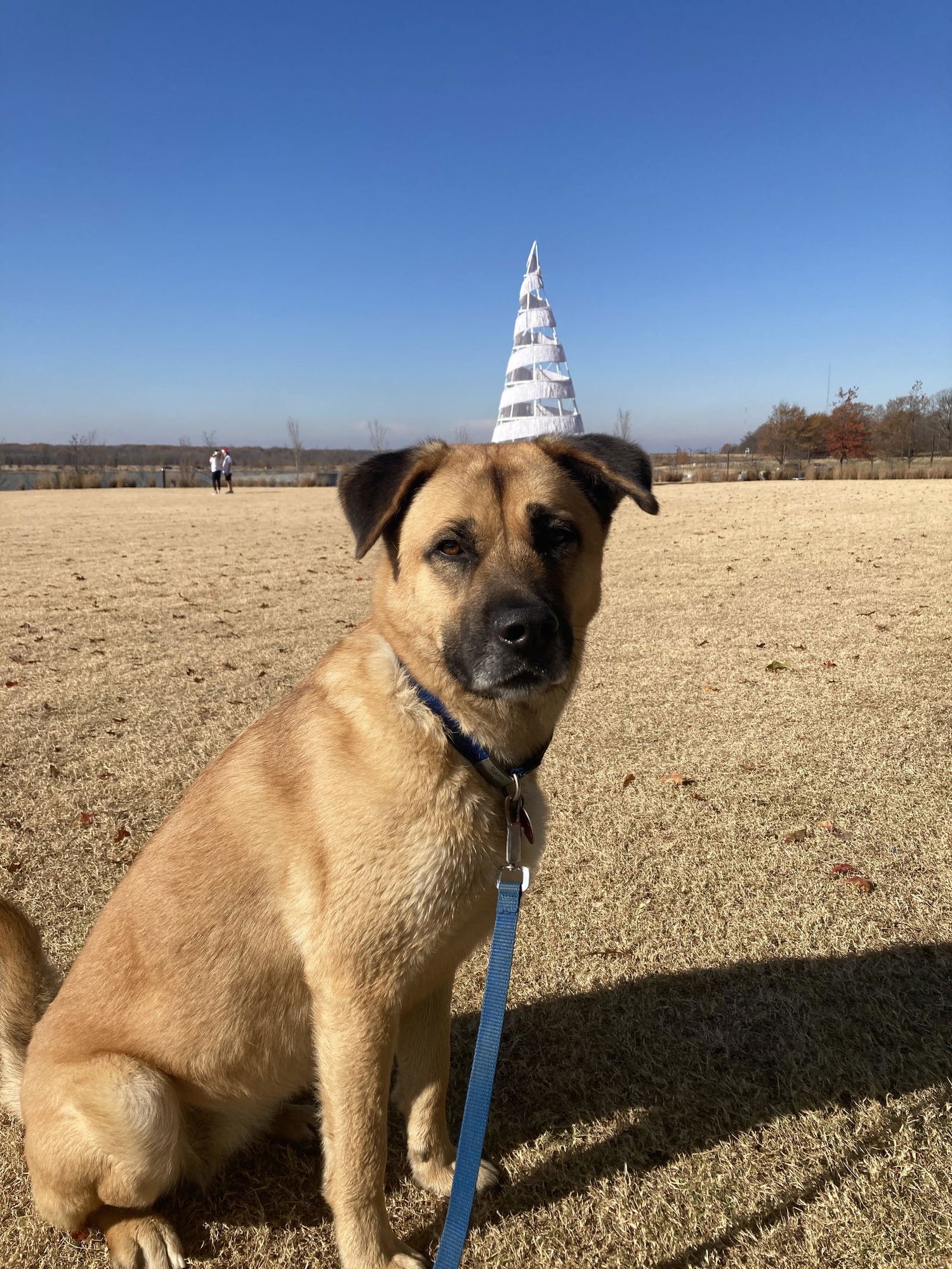 SAM - Anatolian Shepherd available for adoption
