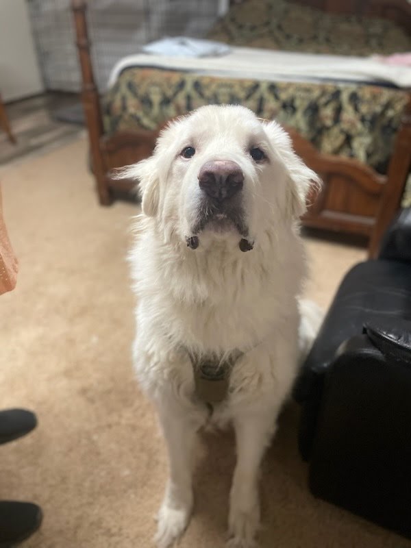 DURANGO - Great Pyrenees available for adoption
